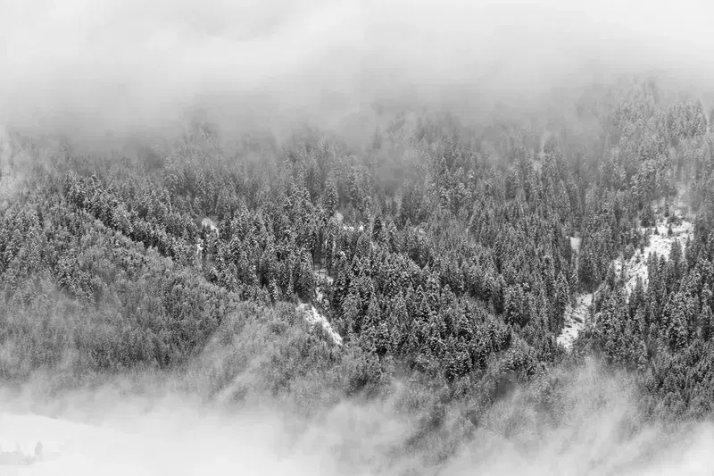 Cover Image for Finding Calm in Nature: The Benefits of Tree Canopies