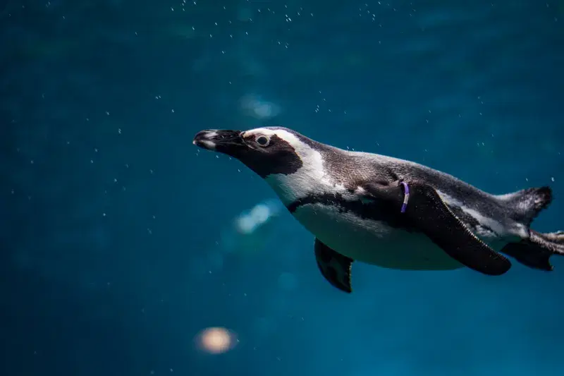 Cover Image for Finding Calm in Nature: The Joy of Observing Wildlife like Penguins