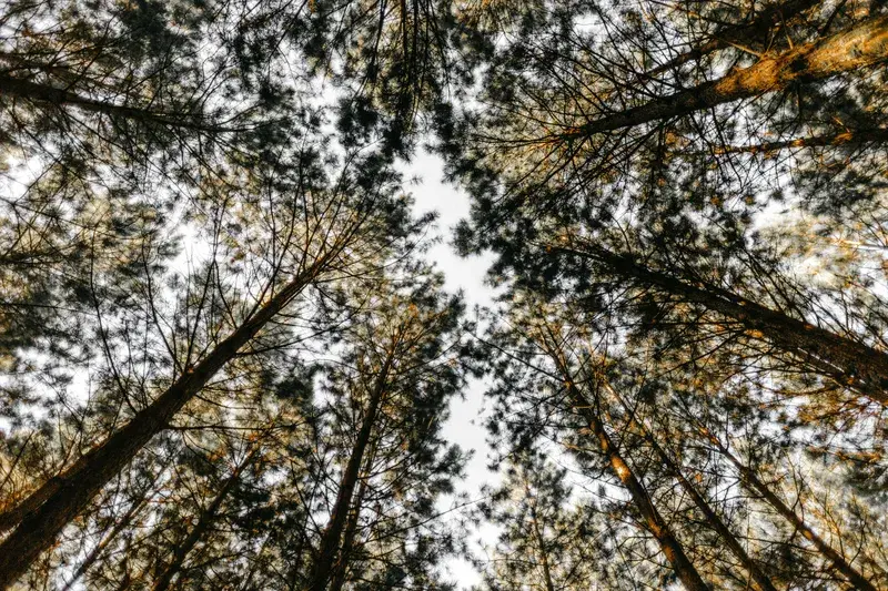 Cover Image for Finding Mindfulness in Nature: The Healing Power of Trees