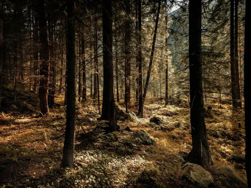 Cover Image for Finding Mindfulness in Nature: The Benefits of Forest Bathing