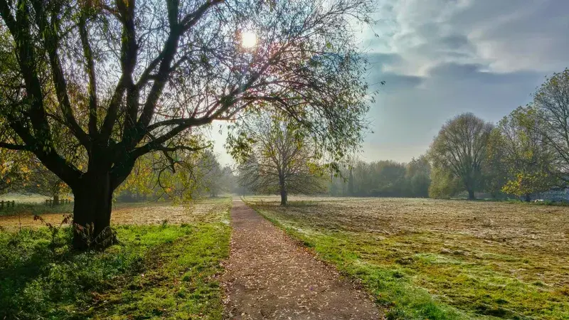 Cover Image for Finding Mindfulness in Nature: Embracing Autumn Serenity