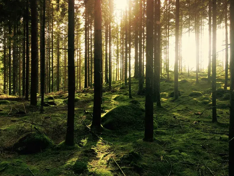 Cover Image for Finding Mindfulness in Nature: Embracing the Wilderness