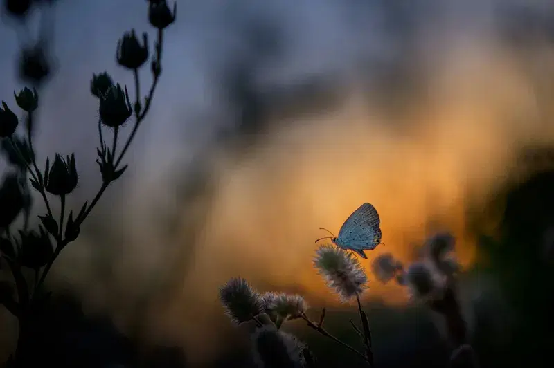 Cover Image for Finding Mindfulness in Nature Photography