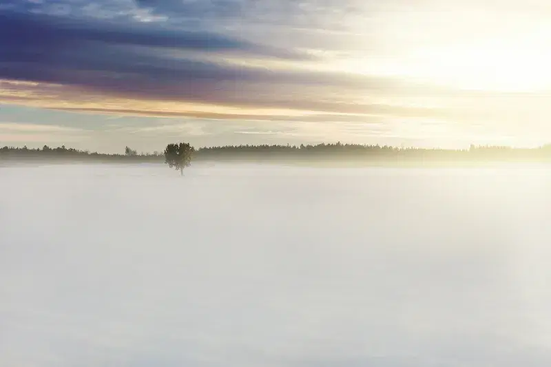 Cover Image for Finding Mindfulness in Nature: The Serenity of Green Trees and Fog