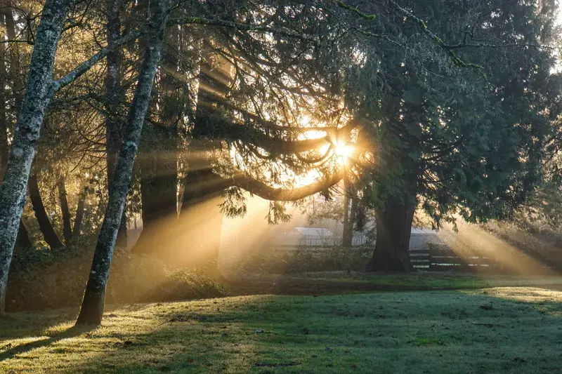 Cover Image for Finding Mindfulness in Nature: The Benefits of Sunlit Spaces