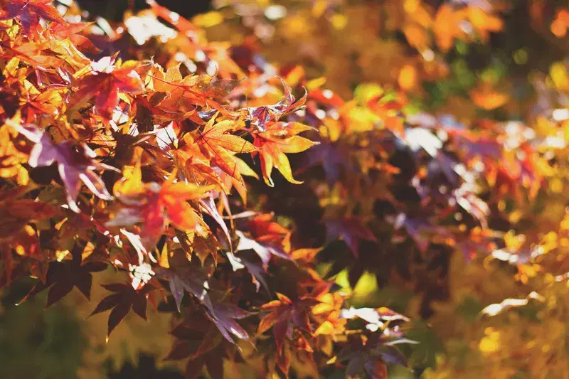 Cover Image for Finding Mindfulness in Nature: How Autumn Inspires Wellness