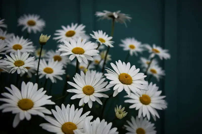 Cover Image for Finding Mindfulness in Nature: The Beauty of Oregon Daisies