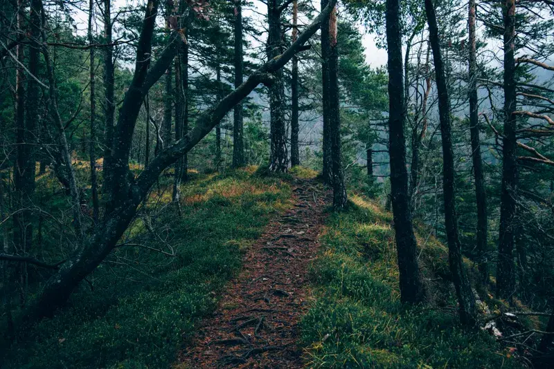 Cover Image for Finding Peace in Nature: The Benefits of Walking Trails