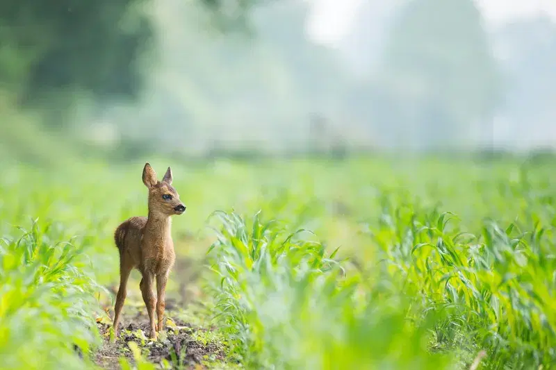 Cover Image for Finding Peace in Nature: The Benefits of Spending Time Outdoors