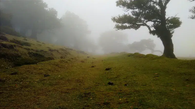 Cover Image for Finding Peace in Nature: The Benefits of Outdoor Serenity