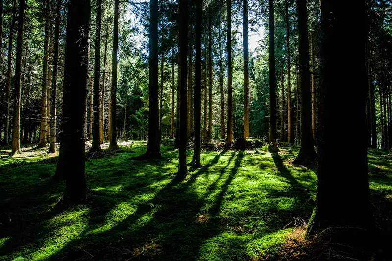 Cover Image for Finding Peace in Nature: The Benefits of Outdoor Mindfulness