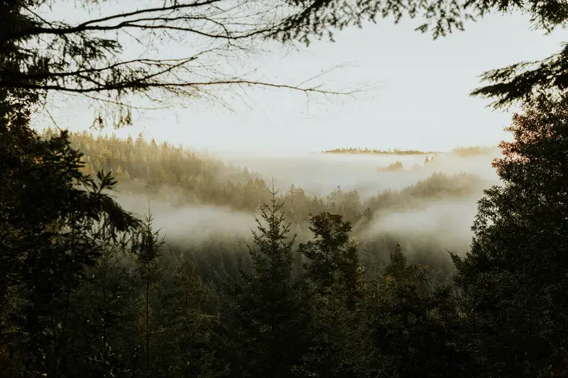 Cover Image for Finding Peace in Nature: The Benefits of Foggy Landscapes