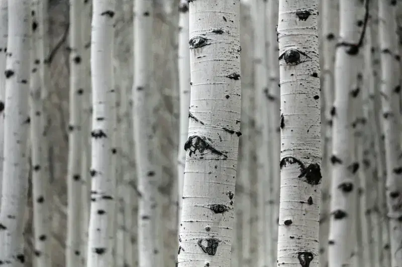 Cover Image for Finding Peace in Nature: The Healing Power of Snowy Landscapes