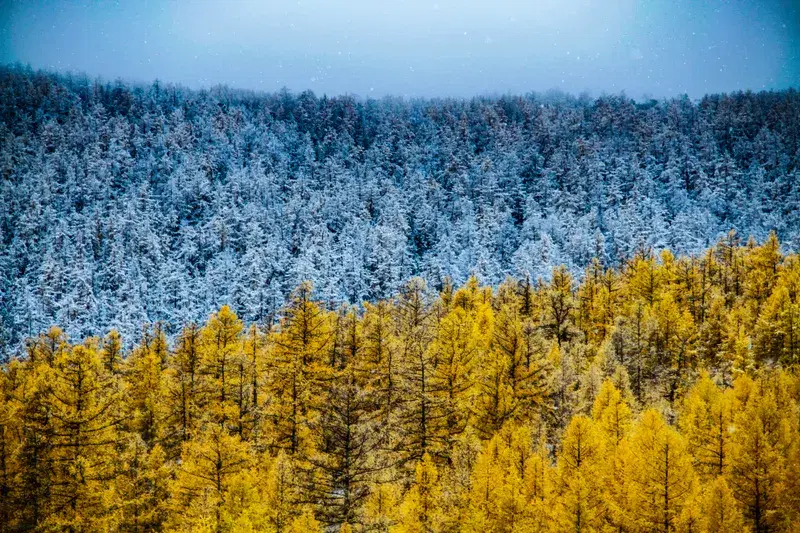 Cover Image for Finding Peace in Nature: Embracing Autumn in Mongolia