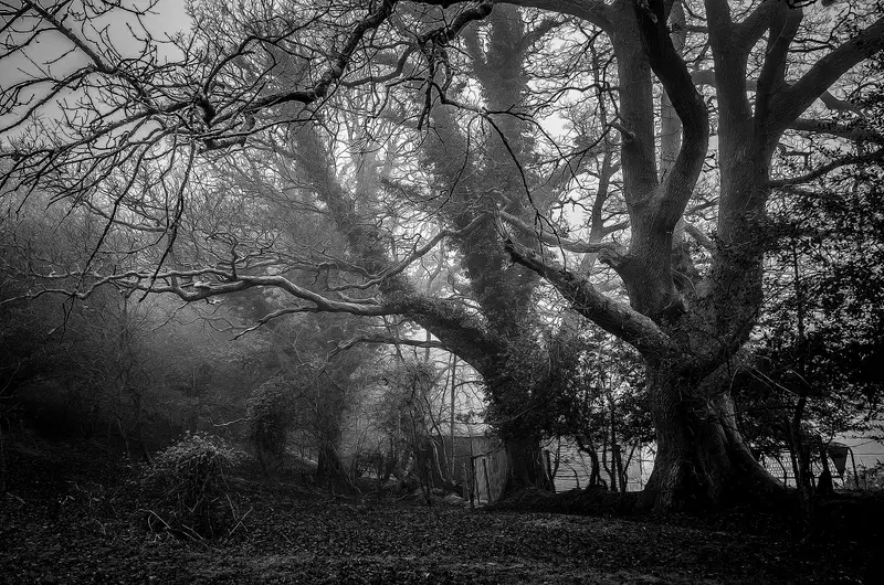 Cover Image for Finding Peace in Nature: Exploring the Beauty of Bare Trees