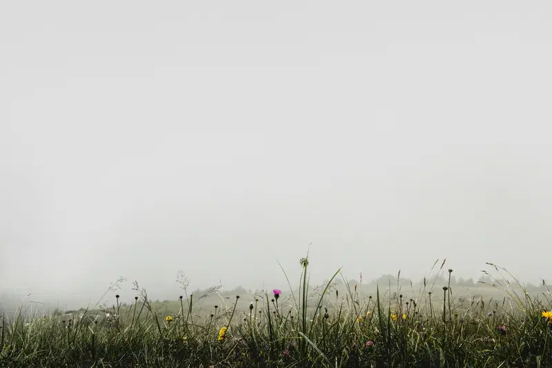 Cover Image for Finding Peace in Nature: The Benefits of Outdoor Mindfulness