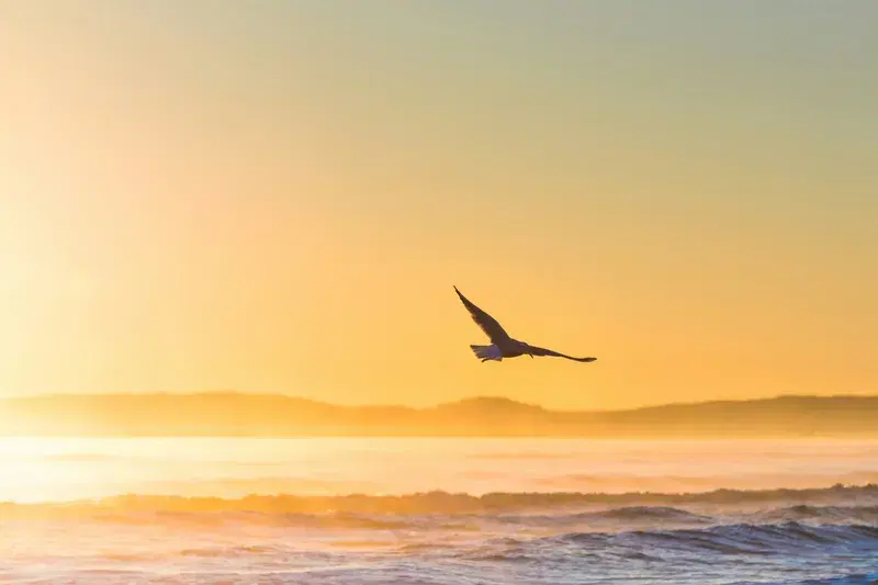 Cover Image for Finding Peace in Nature: The Therapeutic Benefits of Birdwatching