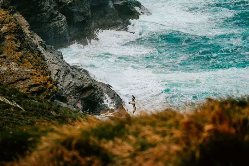 Cover Image for Finding Peace in Nature: The Benefits of Birdwatching