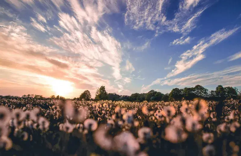 Cover Image for Finding Peace in Nature: The Benefits of Dandelion Fields