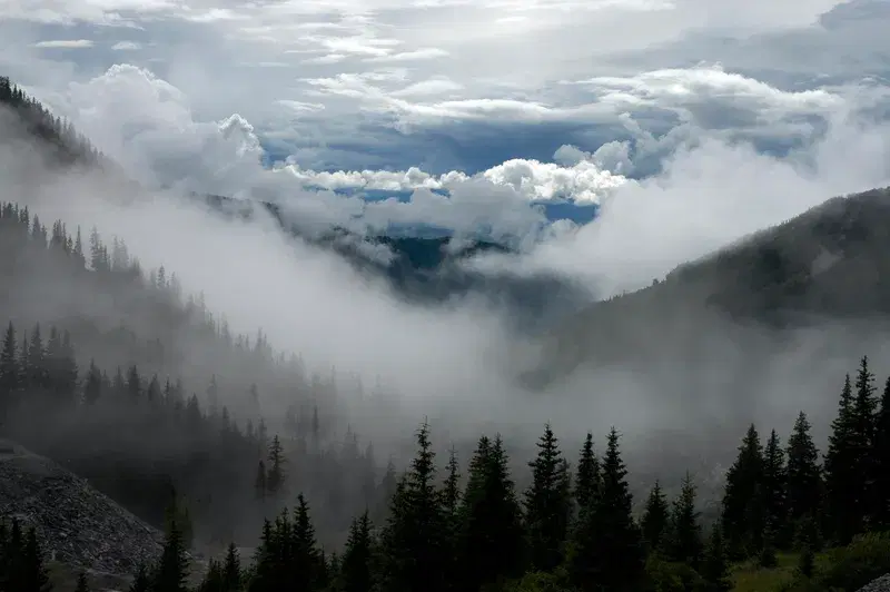 Cover Image for Finding Peace in Nature: The Healing Power of Foggy Landscapes