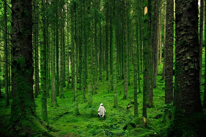 Cover Image for Finding Peace in Nature: The Benefits of Forest Bathing