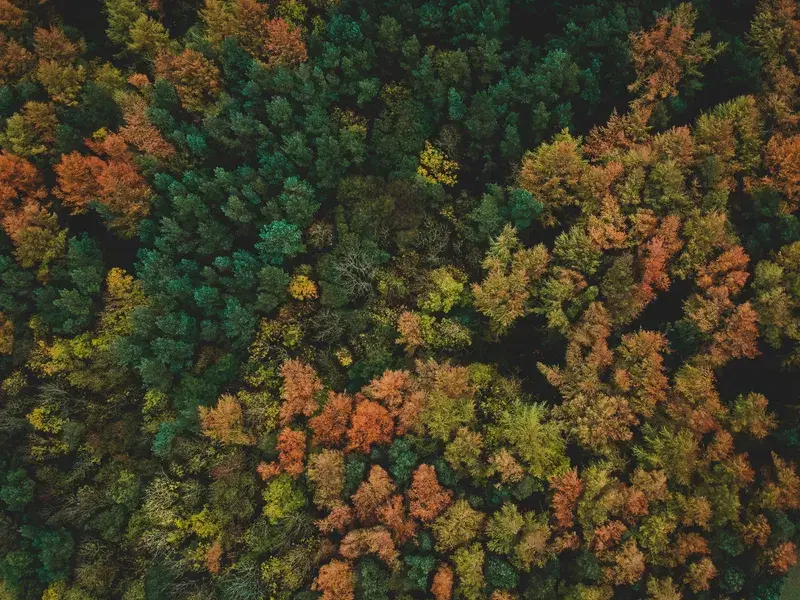 Cover Image for Finding Peace in Nature: The Benefits of Forest Bathing