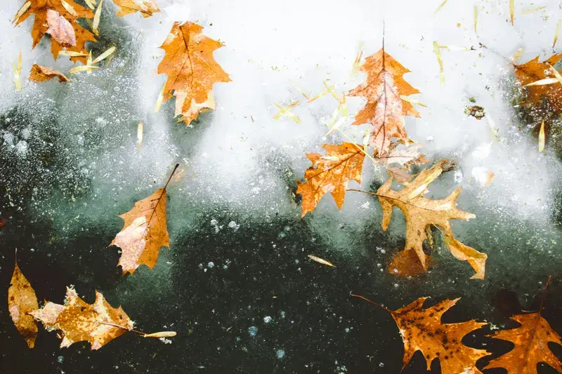 Cover Image for Finding Peace in Nature: The Beauty of Frozen Lakes and Leaves