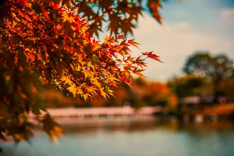 Cover Image for Finding Peace in Nature: The Benefits of Maple Trees and Autumn Landscapes