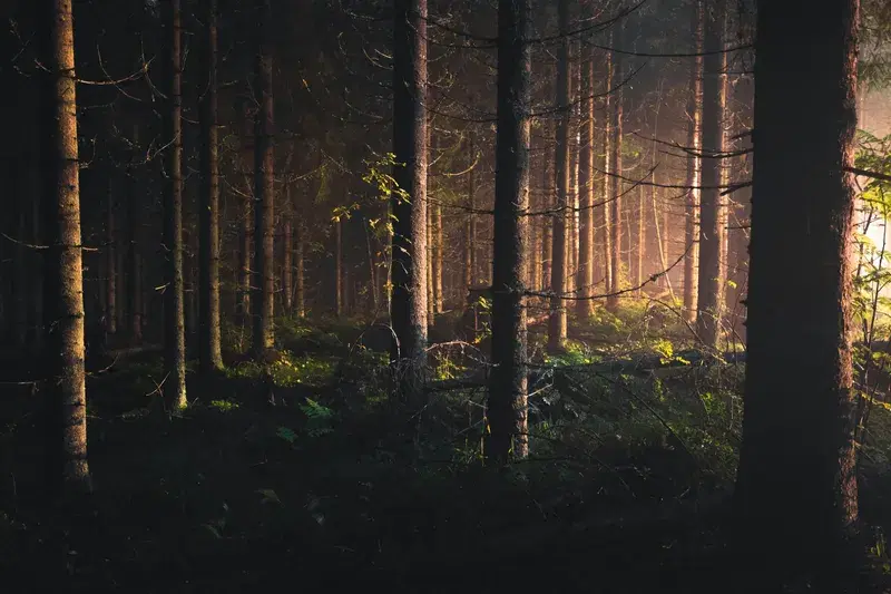 Cover Image for Finding Peace in Nature: The Benefits of Midnight Forest Walks