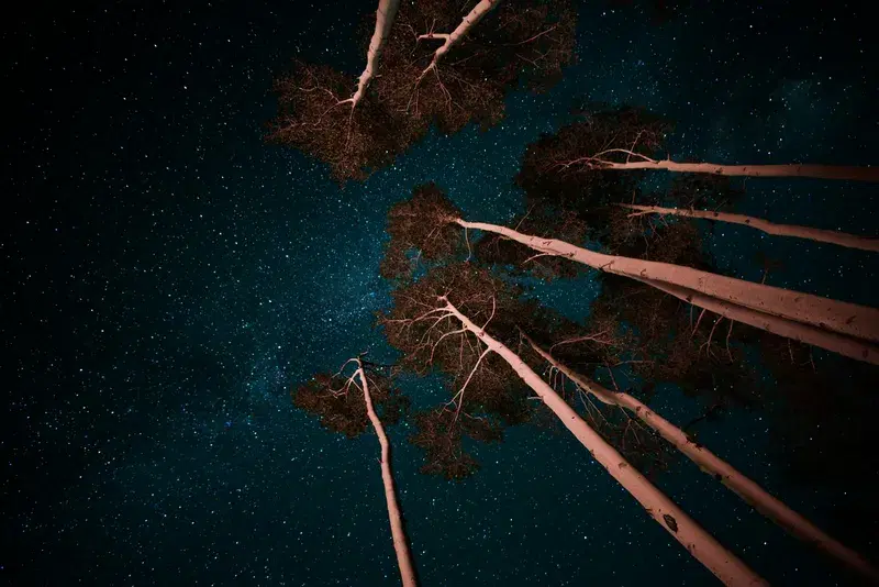 Cover Image for Finding Peace in Nature: The Benefits of Outdoor Meditation Among Trees