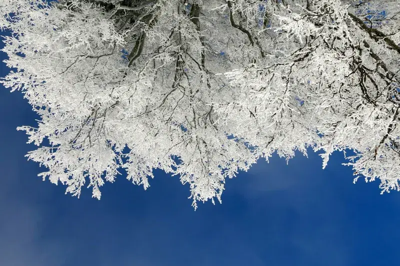 Cover Image for Finding Peace in Nature: The Benefits of Mindfulness in Snowy Landscapes