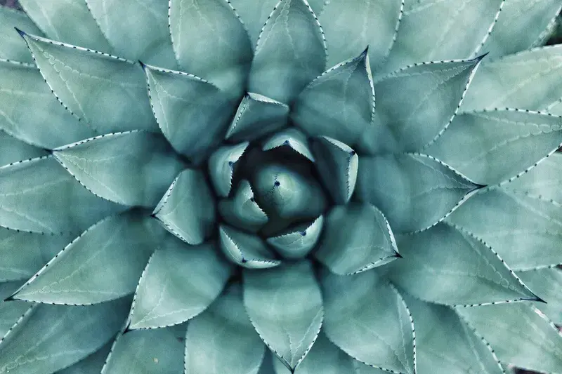 Cover Image for Finding Peace in Nature: The Mindfulness of Succulent Gardening