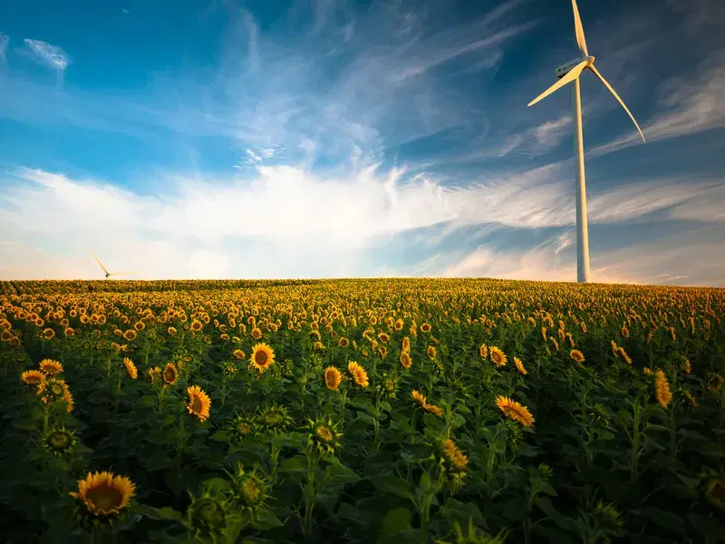 Cover Image for Finding Peace in Nature: The Therapeutic Benefits of Sunflower Fields