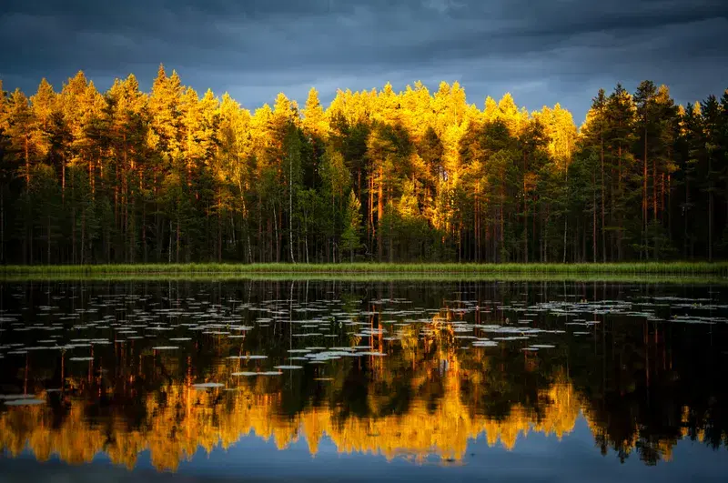 Cover Image for Finding Peace in Nature: The Benefits of Swamps and Marshes