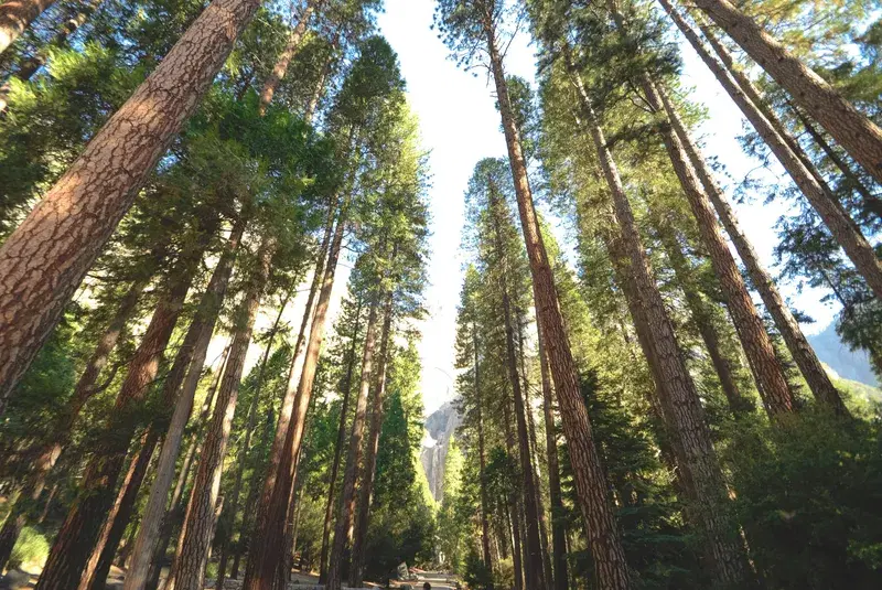 Cover Image for Finding Peace in Nature: The Benefits of Walking Through Tree Corridors