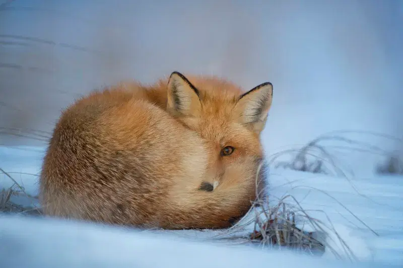 Cover Image for Finding Peace in Nature: The Benefits of Observing Wildlife