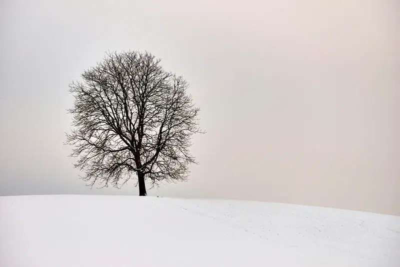 Cover Image for Finding Peace in Nature: The Meditative Power of Winter Landscapes