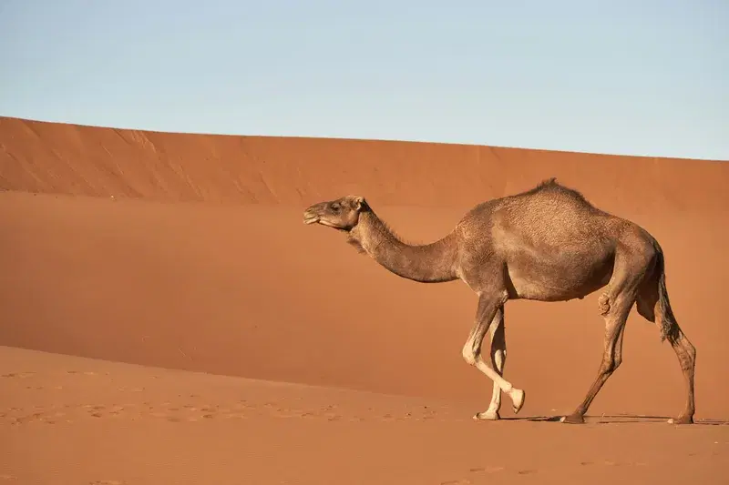 Cover Image for Finding Peace in the Desert: Lessons from Nature