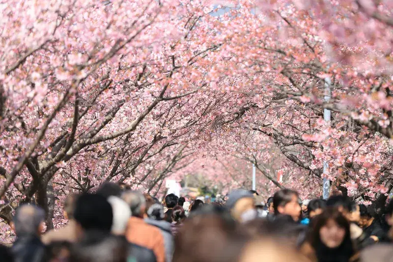 Cover Image for Finding Peace Under the Cherry Blossoms