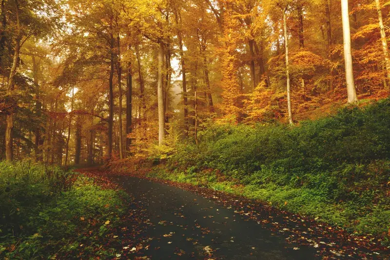 Cover Image for Finding Serenity: The Benefits of Walking in Nature