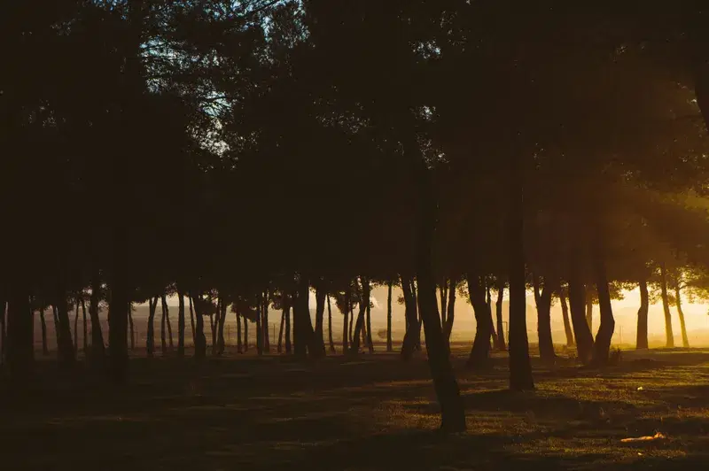 Cover Image for Finding Serenity in Nature: The Benefits of Outdoor Mindfulness