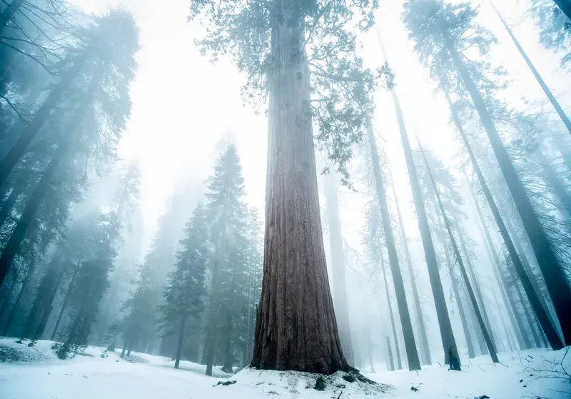 Cover Image for Finding Serenity in Nature: How Trees Influence Our Well-Being