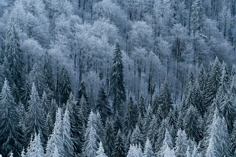 Cover Image for Finding Serenity in Nature: The Benefits of Cold Morning Walks in the Forest