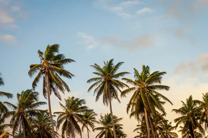 Cover Image for Finding Serenity in Nature: Embracing the Tropical Paradise