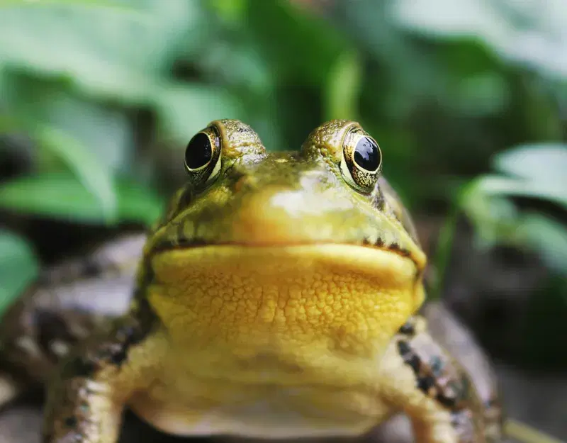 Cover Image for Embracing Nature: The Role of Frogs in Eco-Friendly Living