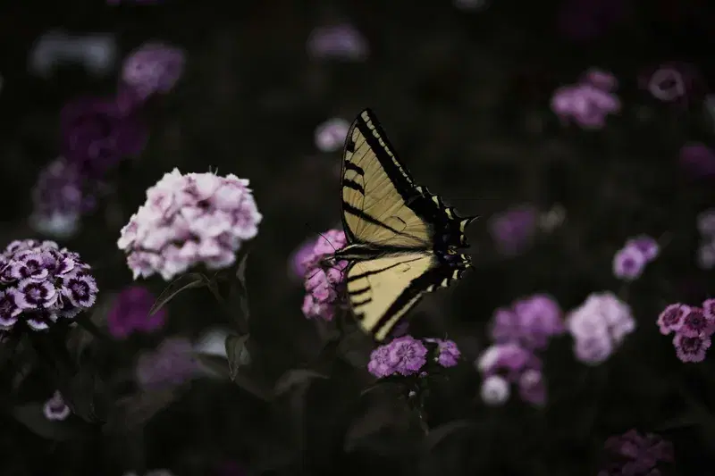 Cover Image for The Benefits of Gardening for Mindfulness and Well-Being