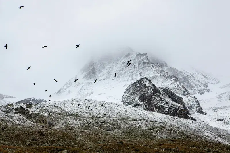 Cover Image for The Healing Power of Nature: Birdwatching in the Alps