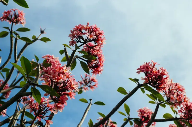 Cover Image for The Healing Power of Nature: Using Flowers to Enhance Mindfulness