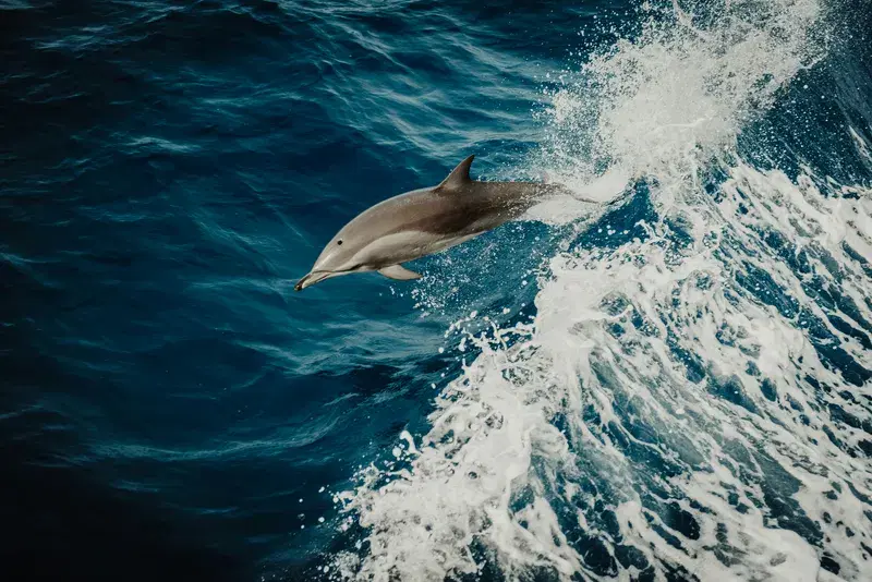 Cover Image for The Healing Power of Nature: Connecting with Marine Life