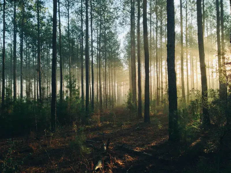 Cover Image for Exploring the Healing Power of Nature: Mindfulness in the Woods